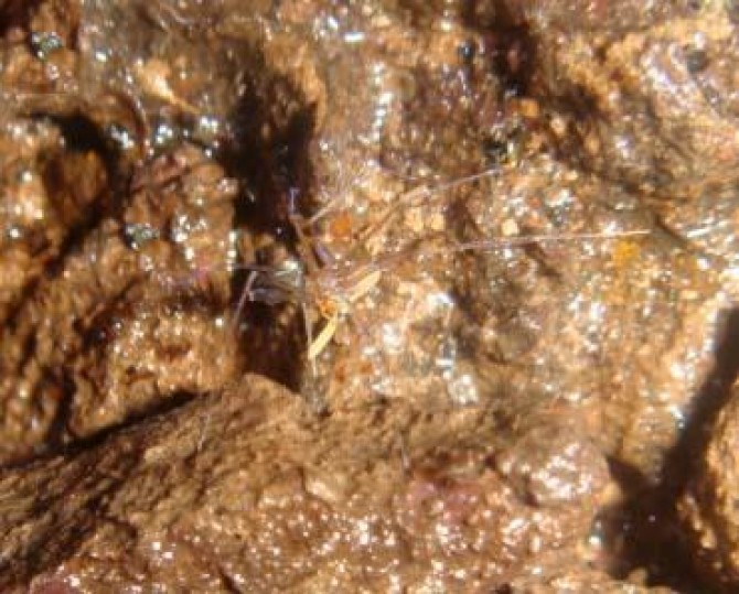 오치로세라 배리스(Ochyrocera varys) 날파리를 잡아먹고 있다 - Ochyrocera varys 제공